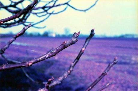 Una gita in campagna con le PURPLE - Lomography LomoChrome Purple XR 100 - 400 pt.2