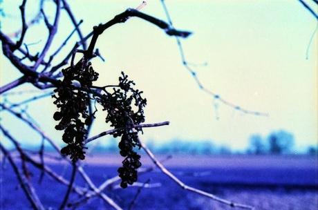 Una gita in campagna con le PURPLE - Lomography LomoChrome Purple XR 100 - 400 pt.2