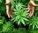 Cannabis terapeutica Puglia: proposta legge Regione