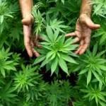 Cannabis terapeutica in Puglia: proposta di legge in Regione