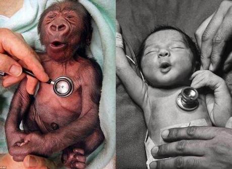 Baby gorilla e il neonato: la reazione allo stetoscopio è la stessa