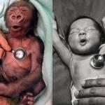 Baby gorilla e il neonato: la reazione allo stetoscopio è la stessa (foto)