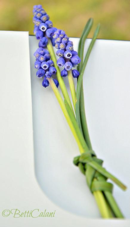 #fioridivenerdì- – - – - – - un regalo per me DSC_0027_20140321_My Gardening_Journal