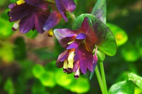 NUOVA ORCHIDEA SUL GARGANO  - LA CERINTHE RETORTA