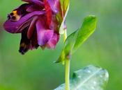 Nuova orchidea gargano cerinthe retorta