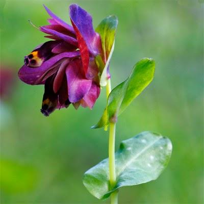 NUOVA ORCHIDEA SUL GARGANO  - LA CERINTHE RETORTA