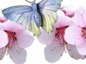Natural Soap, Detersivi Ambiente