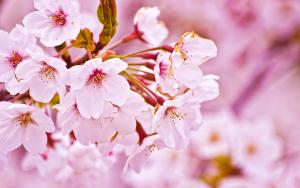 Nature-Sakura-Flower