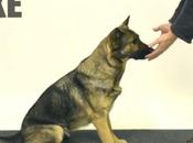 «Dov’è finito biscotto?», giochi prestigio cani