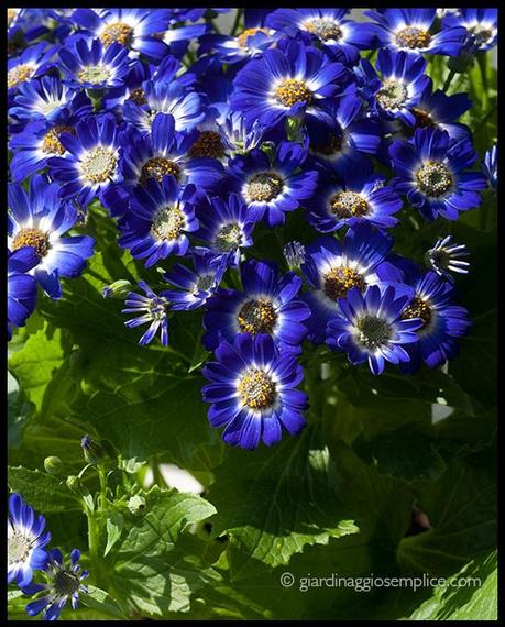 cineraria