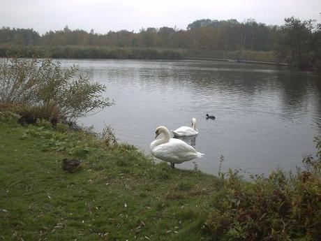 Copenhague gentofte lac (2)