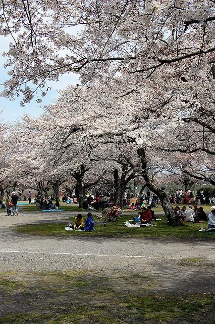 Hanami al parco di Arashiyama