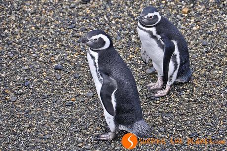 Colonia pinguini canale beagle
