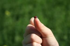 coccinella felicità