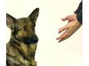 Prestigiatore sparire biscottini cani: eccole reazioni (video)