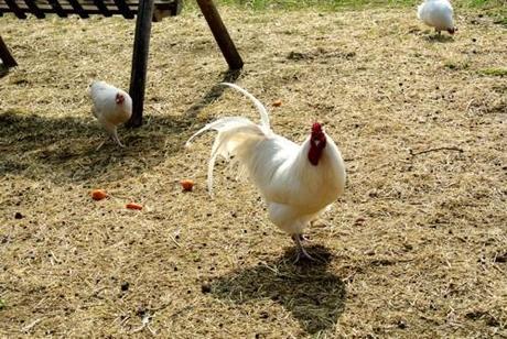 Il gusto della Svizzera | Il Canton Ticino: specie rare ed erbe selvatiche DSC_1346