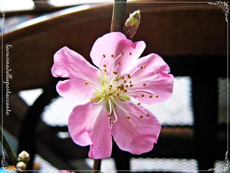 Cammei romantici al cacao