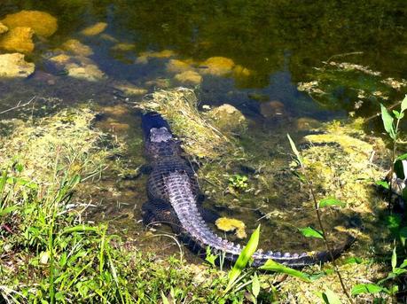 Everglades: da Naples a Miami.