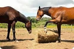 Corso di equitazione a Montebelli Agriturismo e Country Hotel di Caldana (GR)