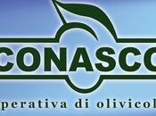 L’olio extravergine oliva italiano sotto attacco. risposta CONASCO: grande bellezza dell'extravergine.
