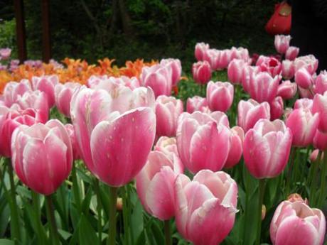 tulipani a keukenhof