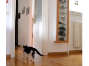 Toni, gatto paratutto assomiglia Gigi Buffon (video)