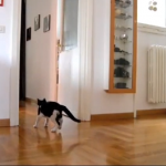 Toni, il gatto paratutto che assomiglia a Gigi Buffon (video)