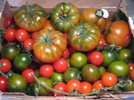 L a crudaiola e il sughetto con il lardo ma... con i pomodori di Pachino!!!