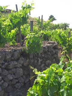 Al Vinitaly 2014 il debutto del cru di Carricante prodotto a Milo da Tenuta di Fessina IL MUSMECI BIANCO 2012