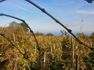 Al Vinitaly 2014 il debutto del cru di Carricante prodotto a Milo da Tenuta di Fessina IL MUSMECI BIANCO 2012