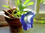 vuole fiore
