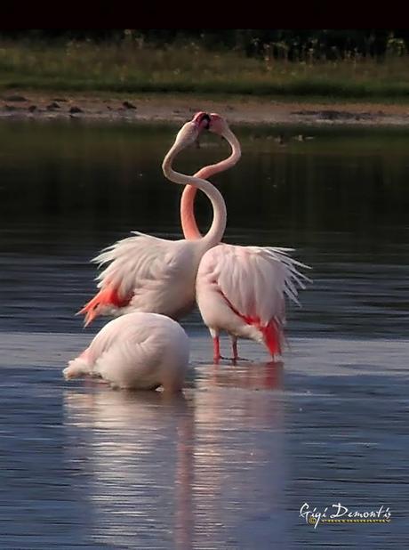 La fauna cagliaritana