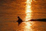 Ippopotamo sul fiume Zambezi - Victoria Falls