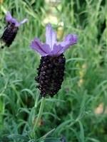 Come coltivare la lavanda