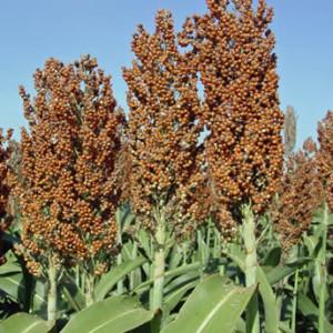 sorgo