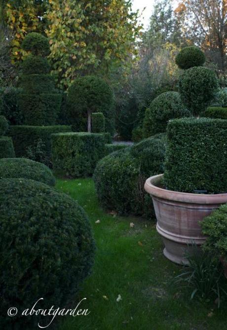 buxus topiary