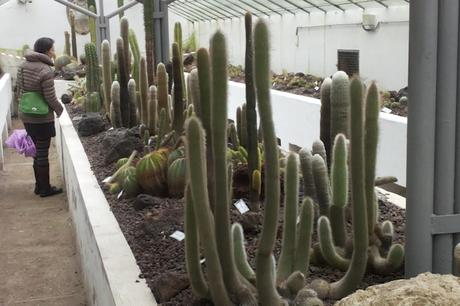 Mini piante grasse:la serra dei cactus