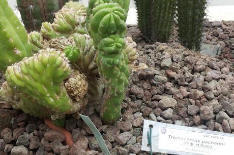 Mini piante grasse: cactusino ragrinzito