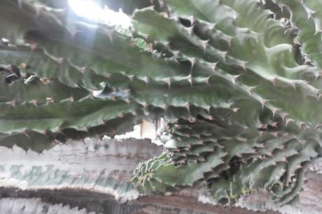 Cactus grinzoso