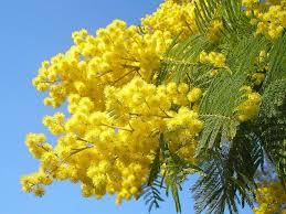 mimose