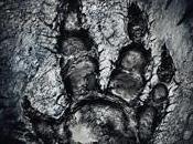 Evolve Anteprima