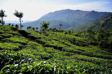 Nelle Terre del Tè: Darjeeling vs Munnar