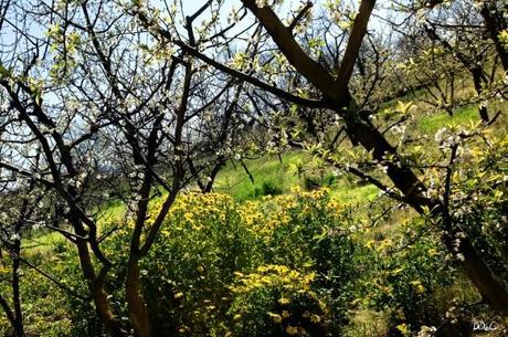 parco delle colline metropolitane (3)