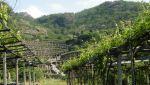 Carema, dove le vigne diventano architettura