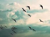 gabbiano- Jonathan Livingston