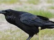 L'intelligenza corvo