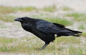 L'intelligenza del corvo