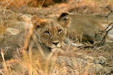 Famiglia di leoni al Madikwe Game Reserve