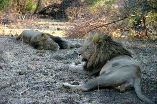 Giovani leoni maschi al Madikwe Game Reserve