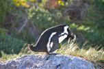 Pinguini africani jackass - Boulders Beach Simon's Town